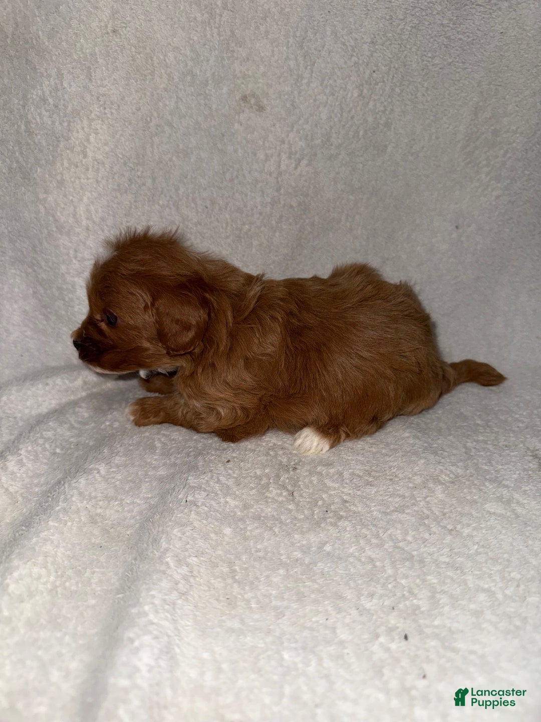 Cavapoo dogs for sale: Cavapoo Puppy 2 - Ad 4