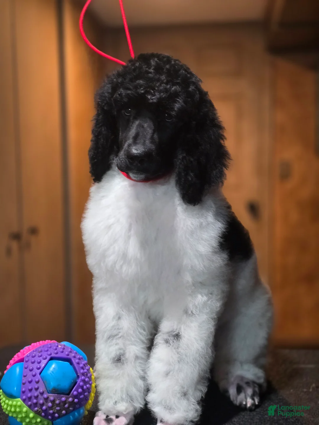 Standard Poodle dogs for sale: Tabris - Ad 1