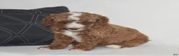 Miniature Poodle dogs for sale: Elliot - Ad 3
