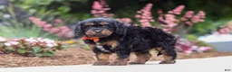 Cavapoo dogs for sale: Chase - Ad 5