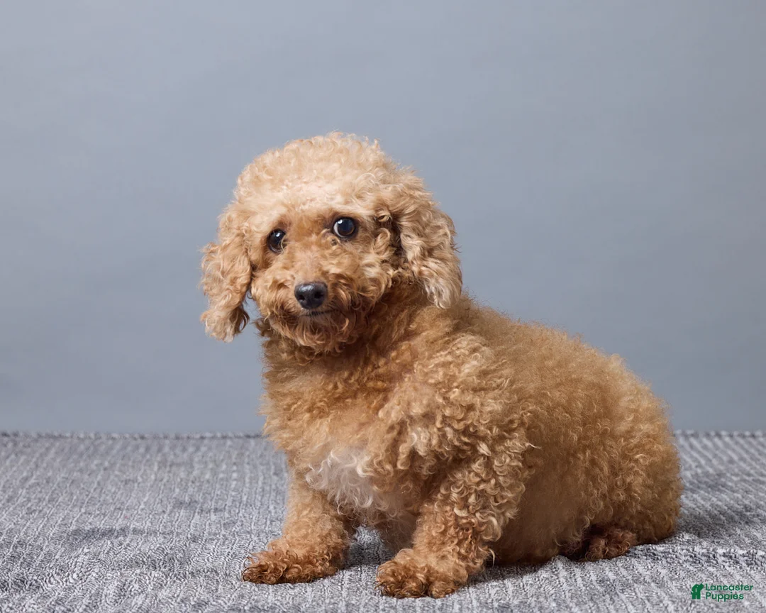 Maltipoo dogs for sale: Hazel - Ad 6