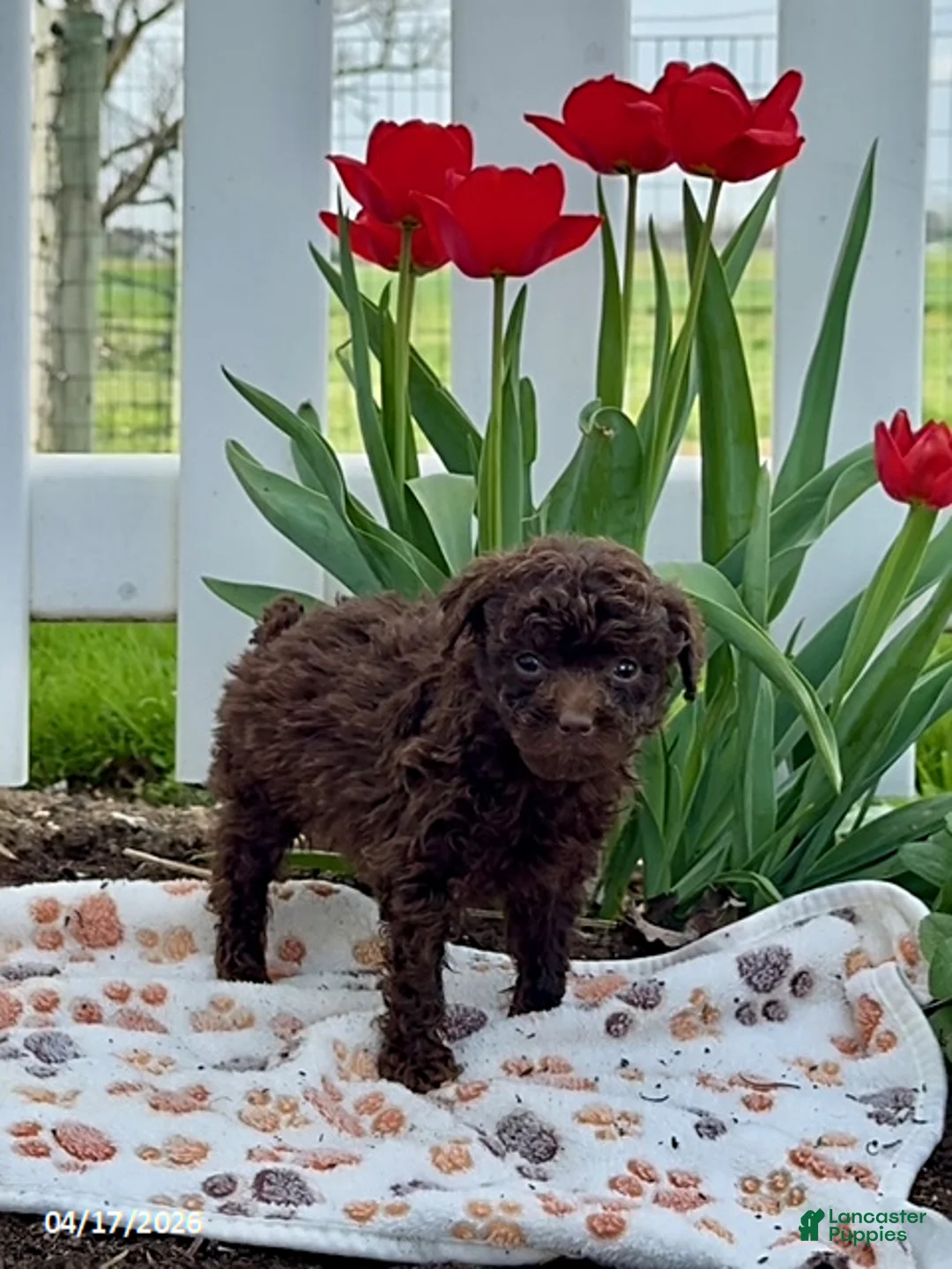 Miniature Poodle dogs for sale: Dino Extra Small - Ad 2