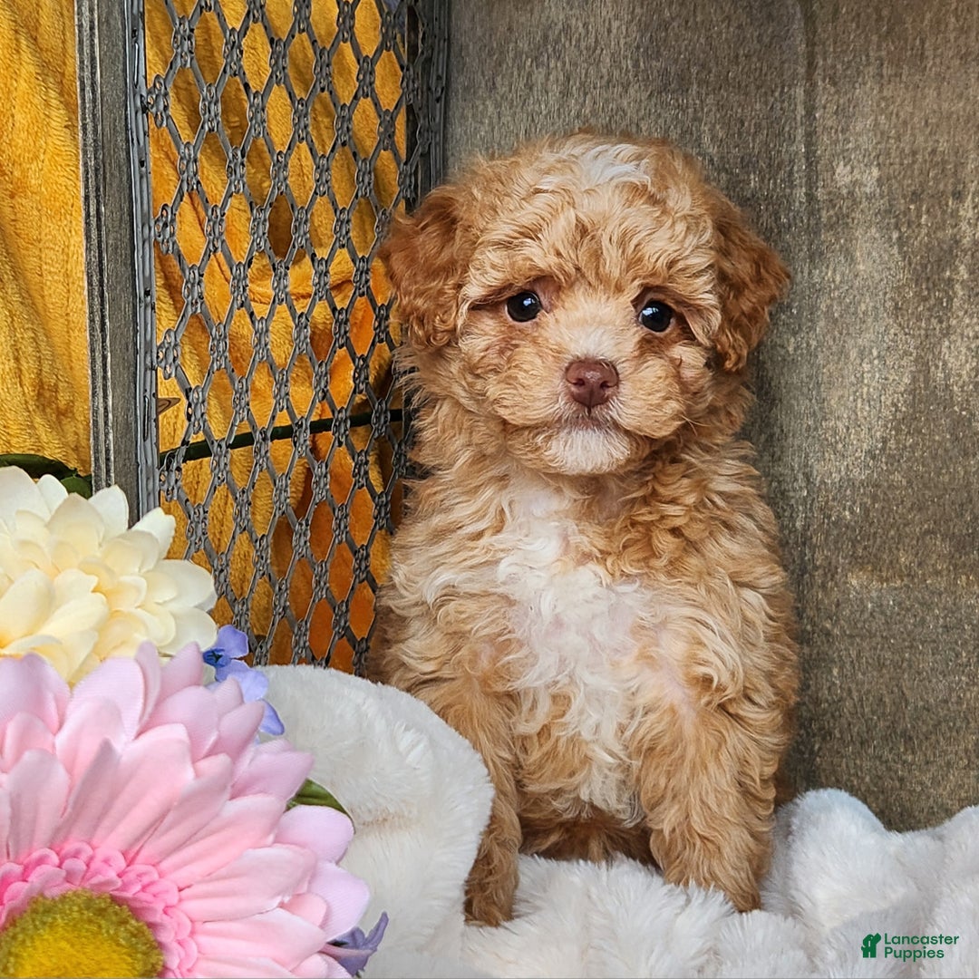 Toy Poodle dogs for sale: Allie - Ad 3