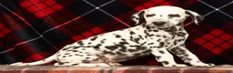 Dalmatian dogs for sale: Rambo - Ad 4