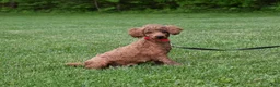 Miniature Poodle dogs for sale: Clover - Ad 10