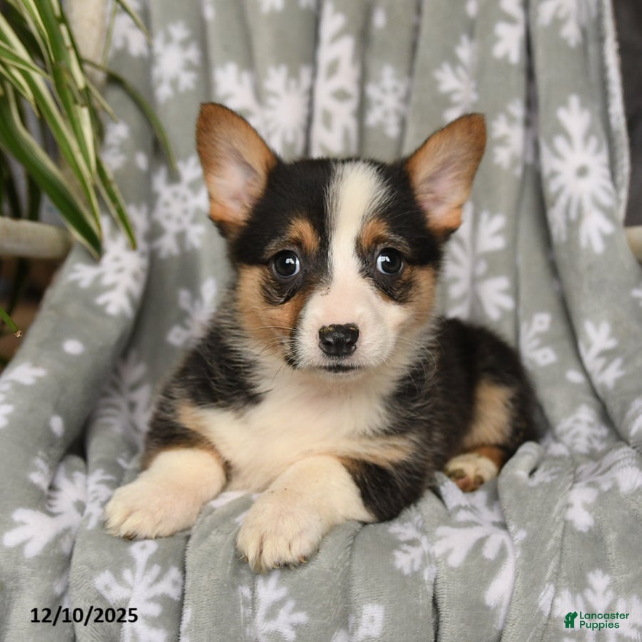 Welsh Corgi Pembroke dogs Crystal - Ad 1