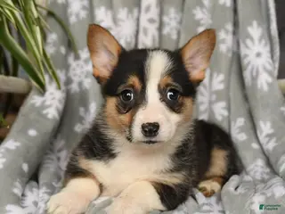 Welsh Corgi Pembroke dogs Crystal - Ad 10