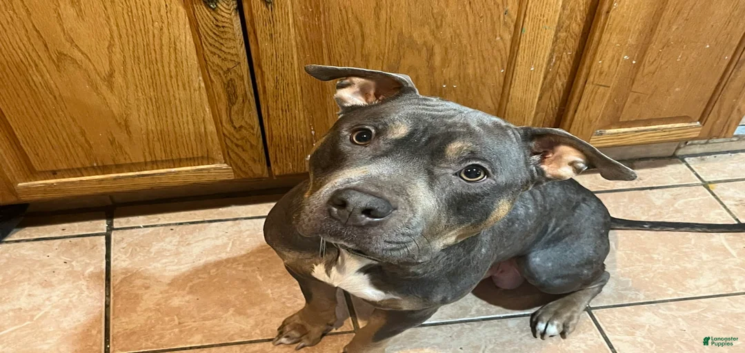 Gallery Image {{count}}