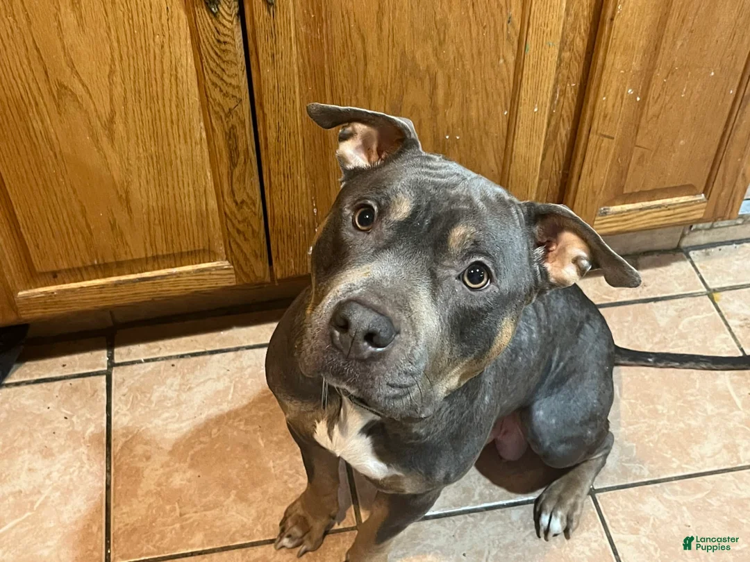 Gallery Image {{count}}