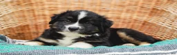 Miniature Australian Shepherd dogs for sale: Ranger - Ad 4