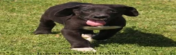 Great Dane dogs for sale: Mitzi - Ad 7