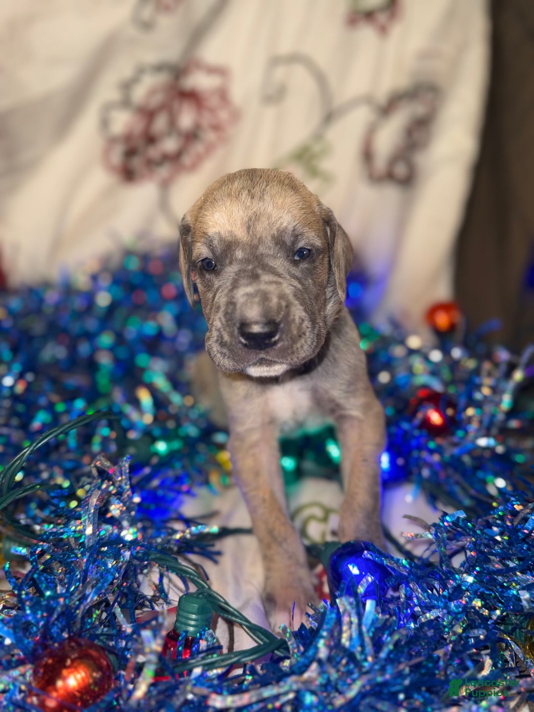 Great Dane dogs for sale: Oscar - Ad 13