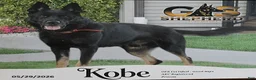 German Shepherd dogs for sale: Tucker - Ad 4
