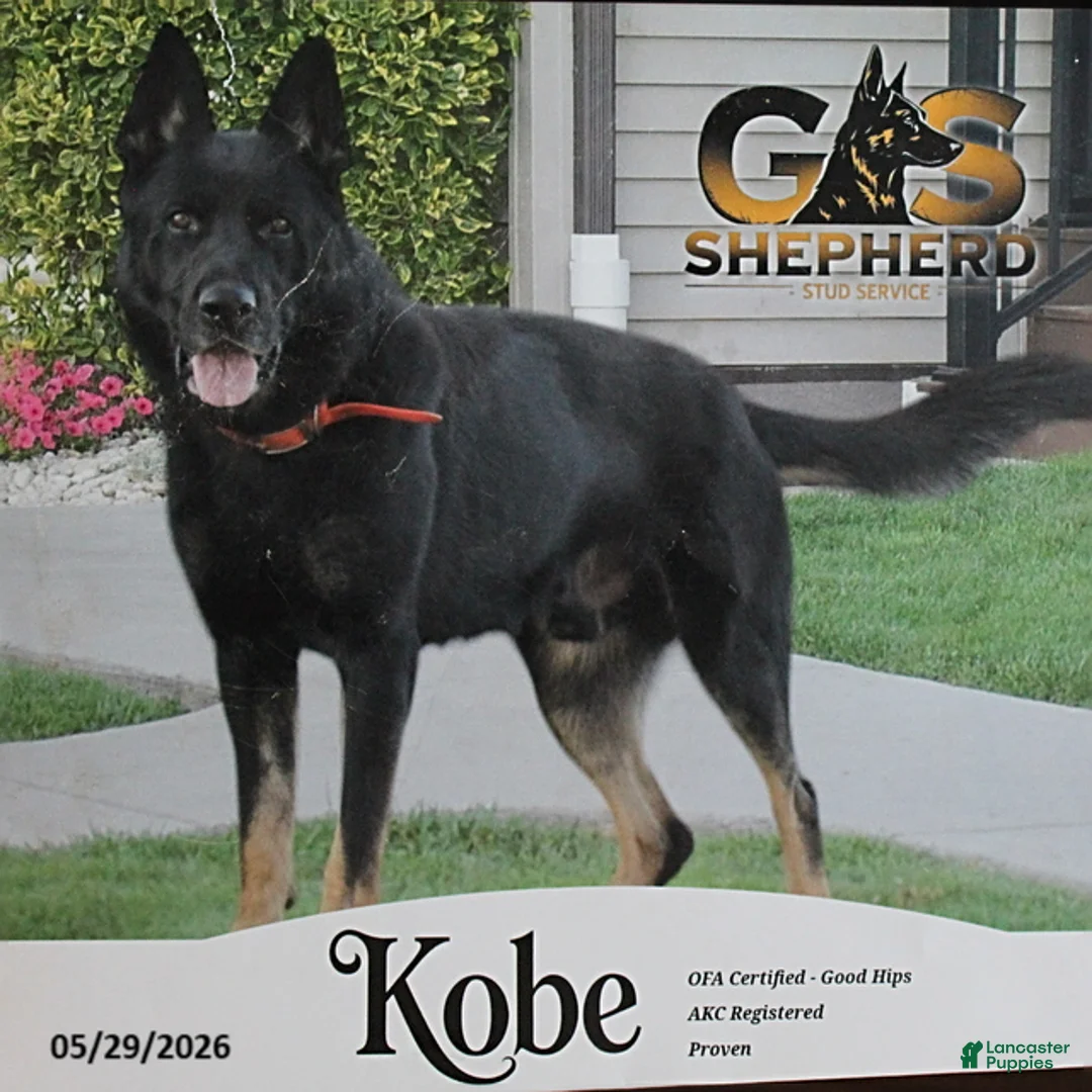 German Shepherd dogs for sale: Tucker - Ad 4