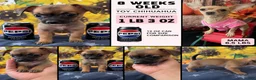 Chihuahua dogs for sale: Chihuahua 2 - Ad 5