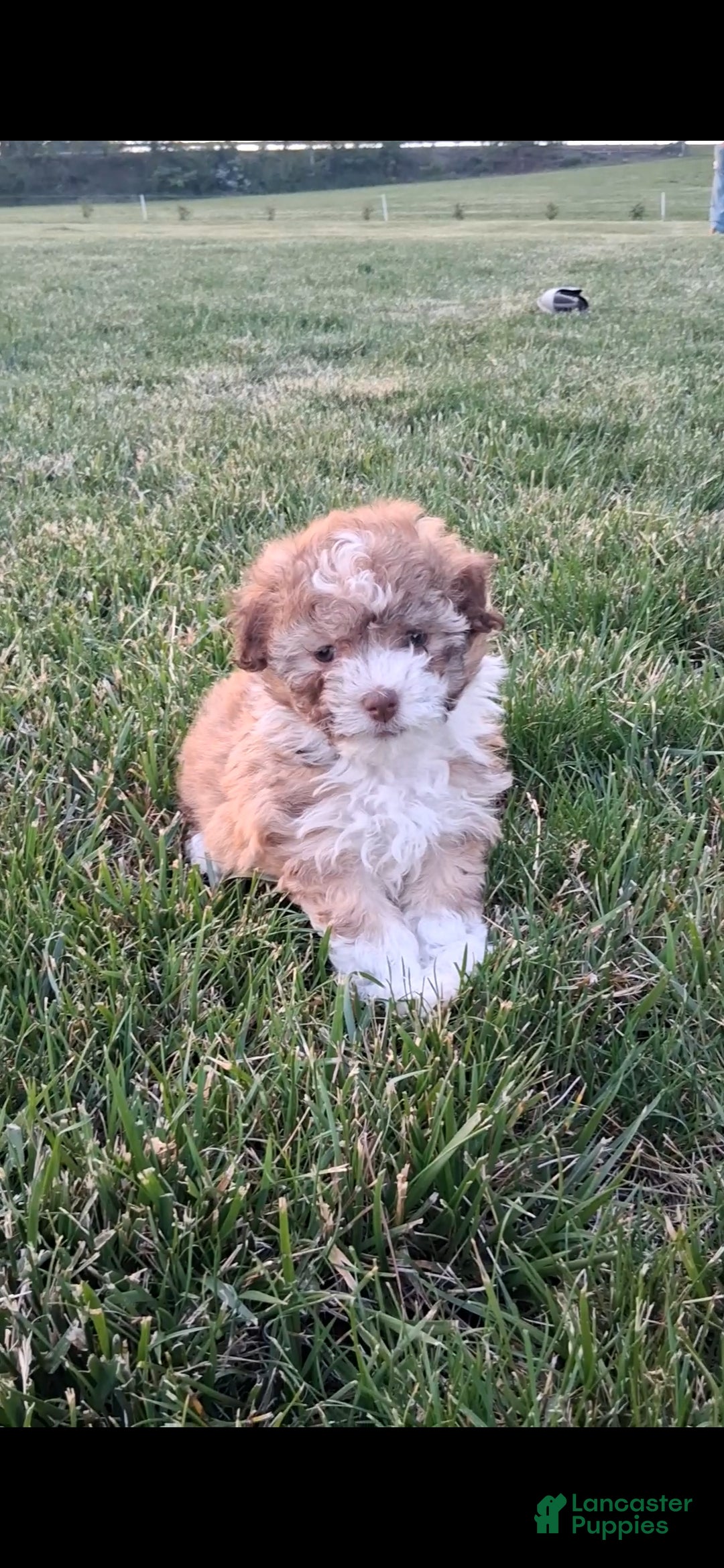 Havanese dogs Honeybee - Ad 1