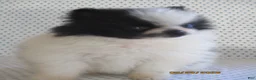 Pomeranian dogs for sale: Tiny - Ad 4