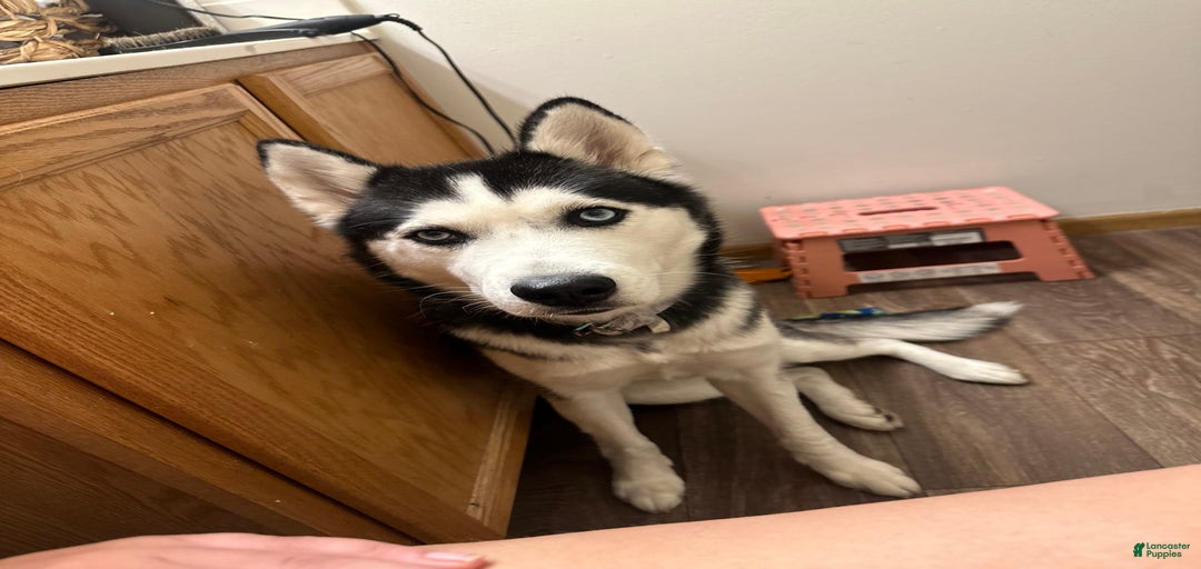 Gallery Image {{count}}