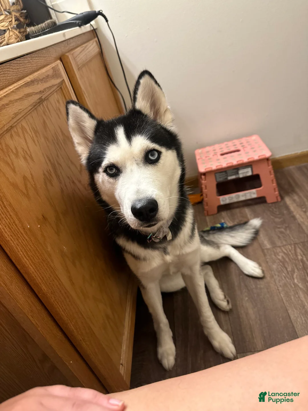 Gallery Image {{count}}