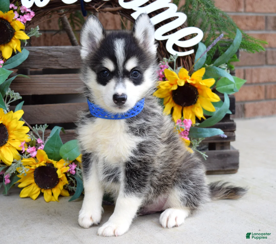 Pomsky dogs for sale: Parker  - Ad 1