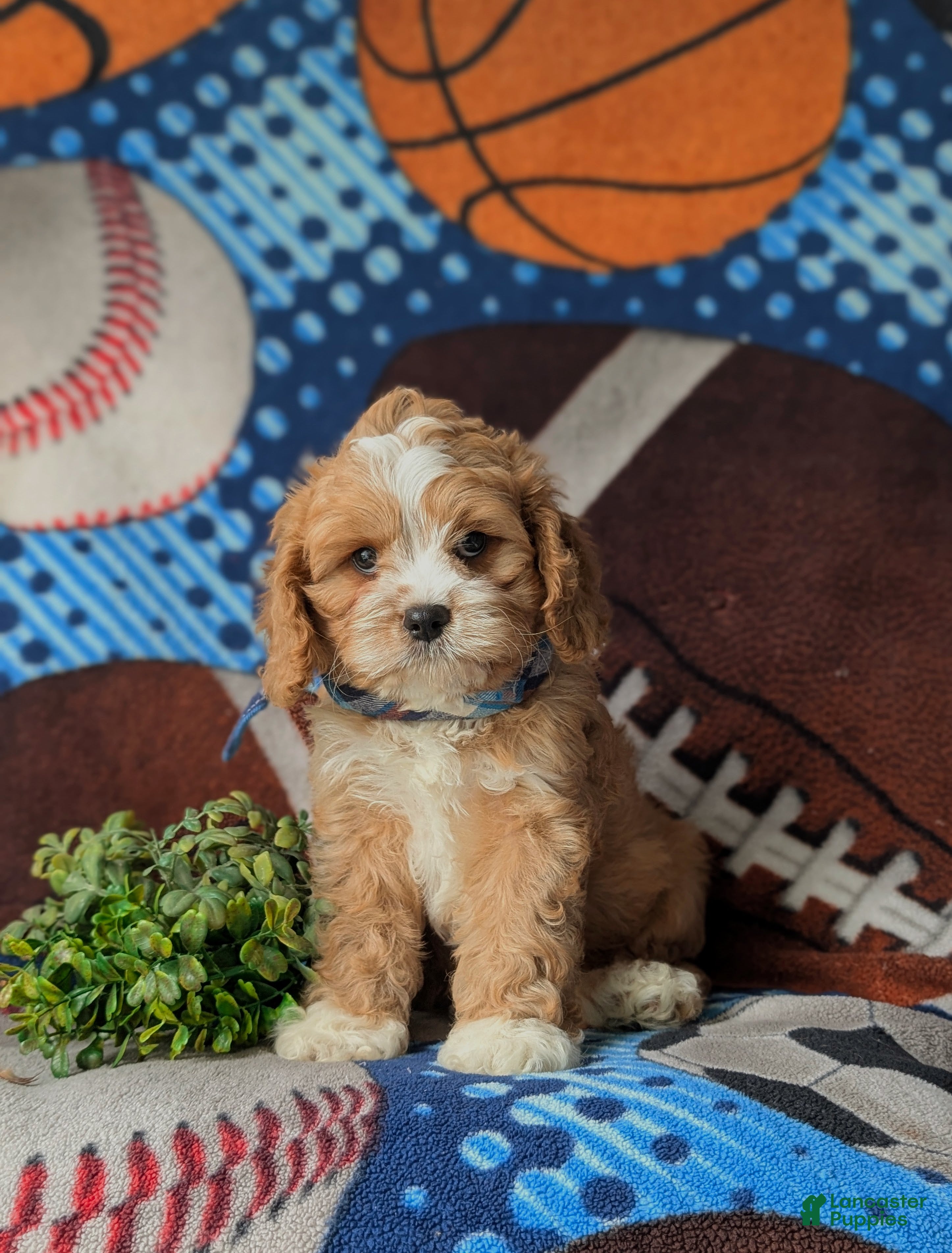 Cavapoo dogs Simpson - Ad 1