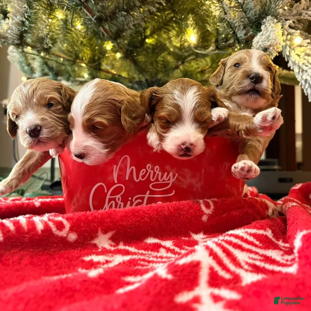 Mixed Breed dogs for sale: Mixed Breed Puppy 2 - Ad 2