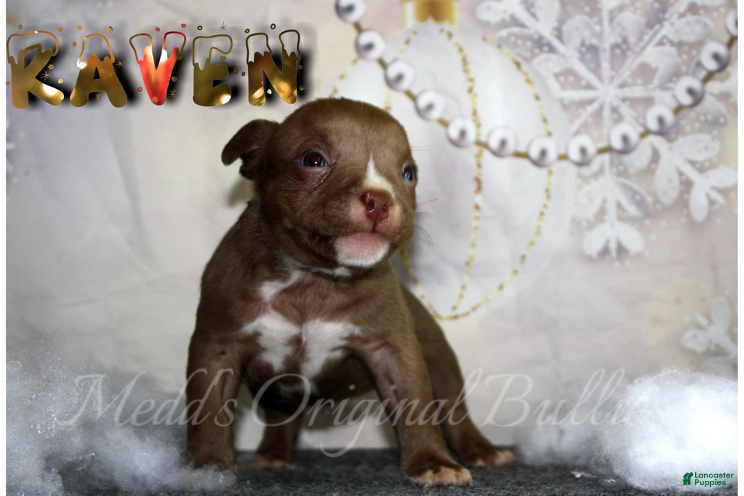American Bully dogs for sale: Raven - Ad 15