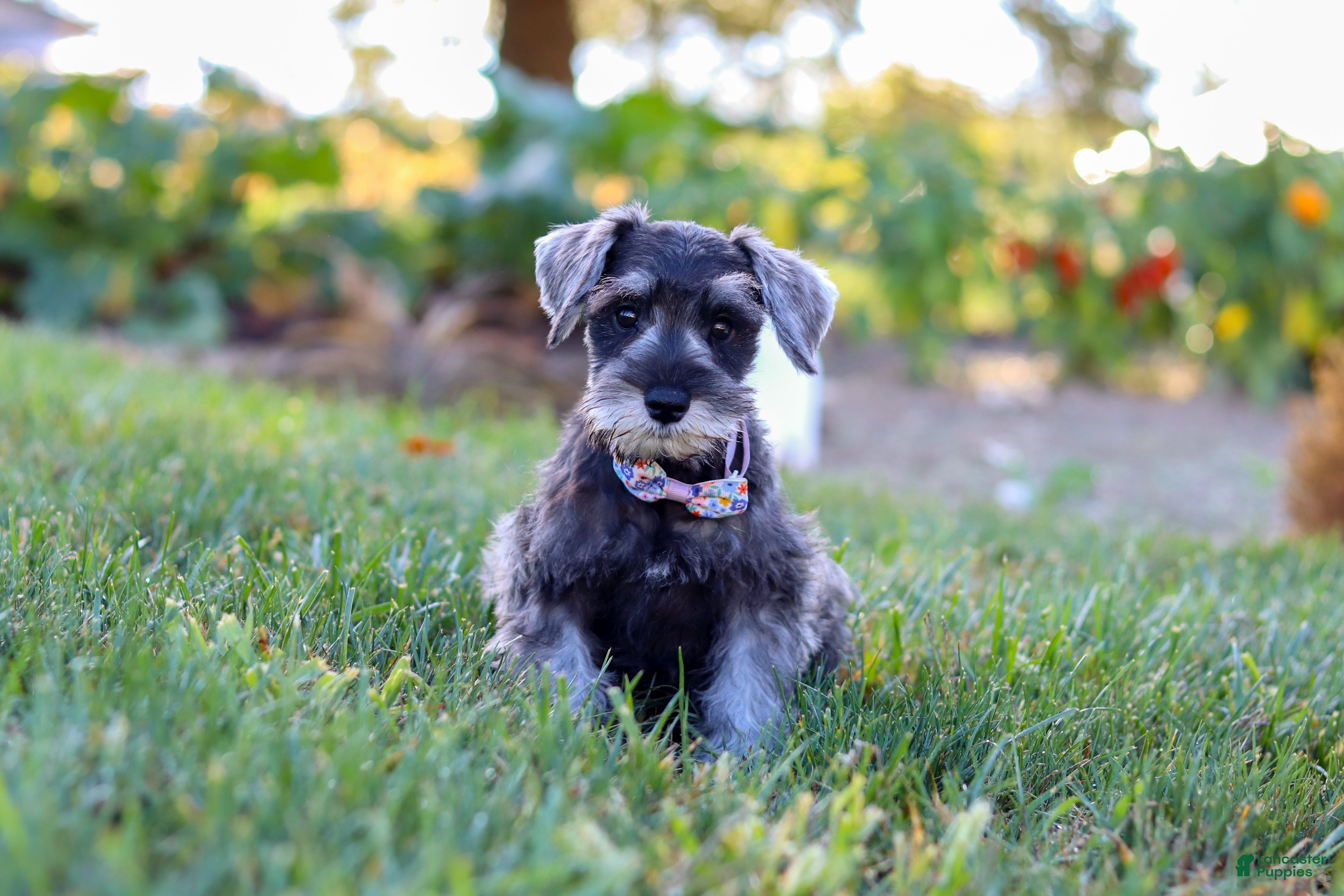 Miniature Schnauzer dogs Nova - Ad 8