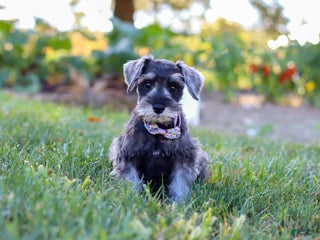 Miniature Schnauzer dogs Nova - Ad 11