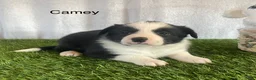 Border Collie dogs for sale: Border Collie Puppy 2 Camey - Ad 3