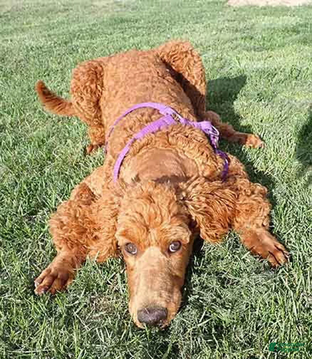 Standard Poodle dogs for sale: Azza - Ad 2