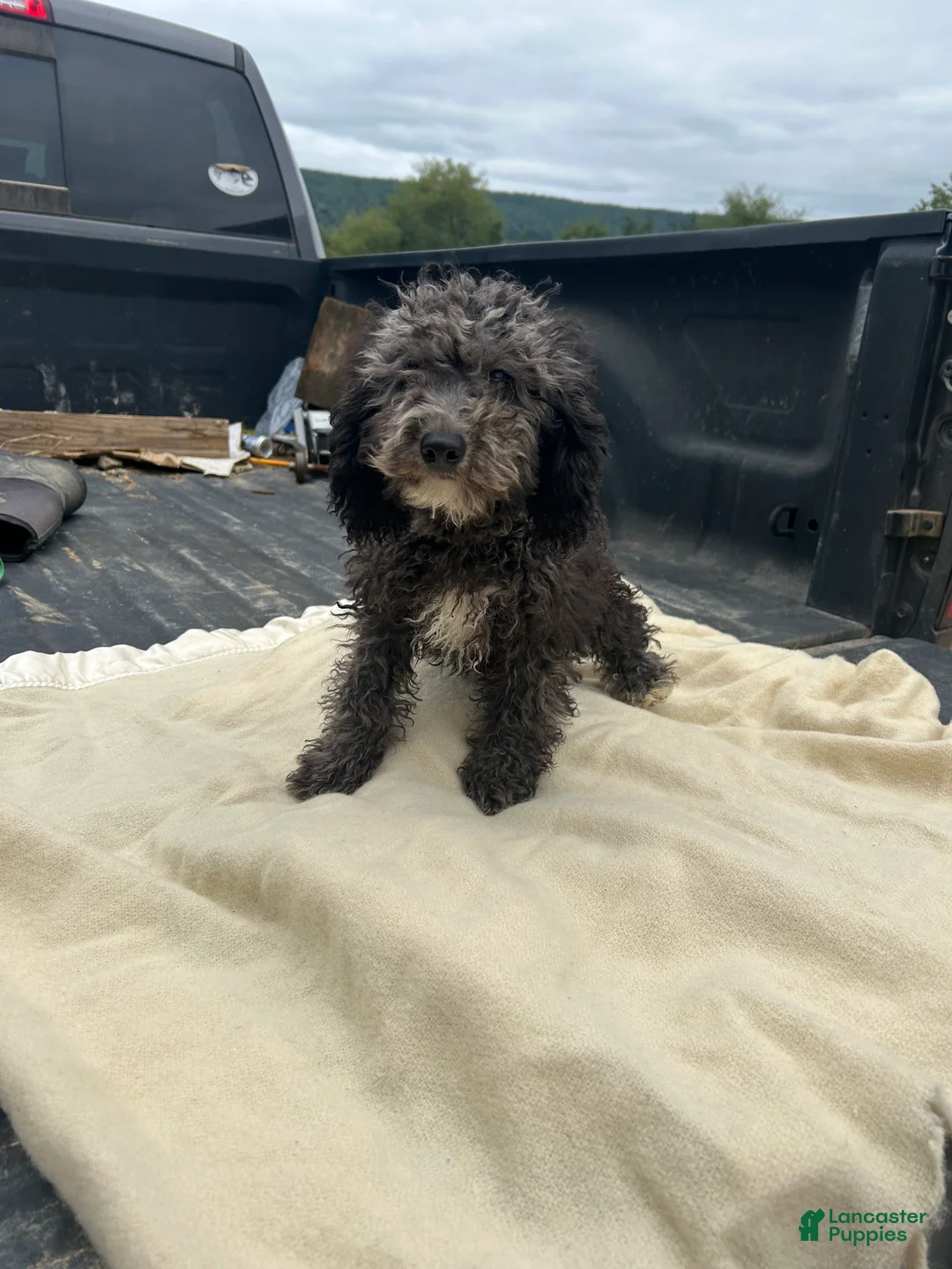 Miniature Poodle dogs for sale: Josh - Ad 2