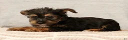 Yorkshire Terrier dogs for sale: Hailey - Ad 7