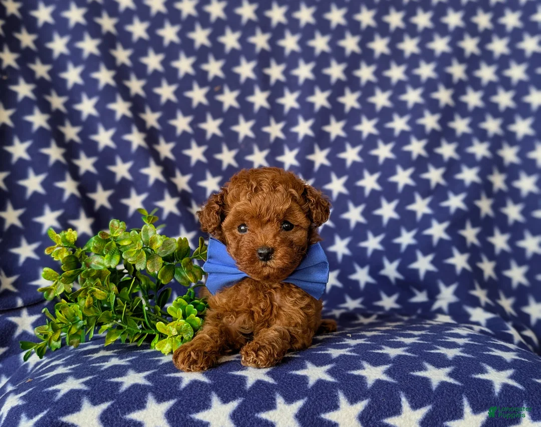 Toy Poodle dogs for sale: Shelby 7 lbs Full Grown - Ad 8
