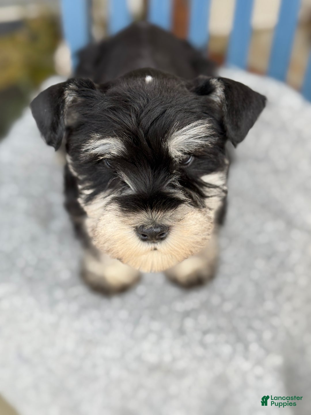 Miniature Schnauzer dogs for sale: Deacon - Ad 11