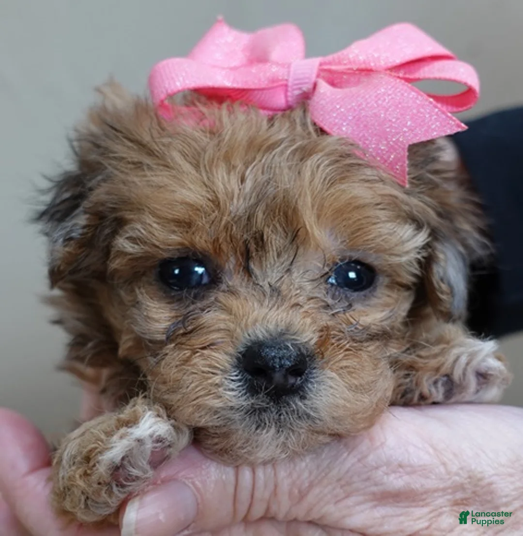 Maltipoo dogs for sale: Miracle chocolate merle PET ONLY - Ad 4