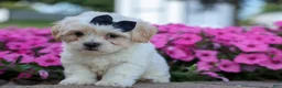 Teddy Bear dogs for sale: Bently 🐶 - Ad 16