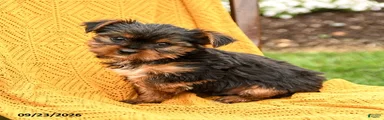 Biscuit