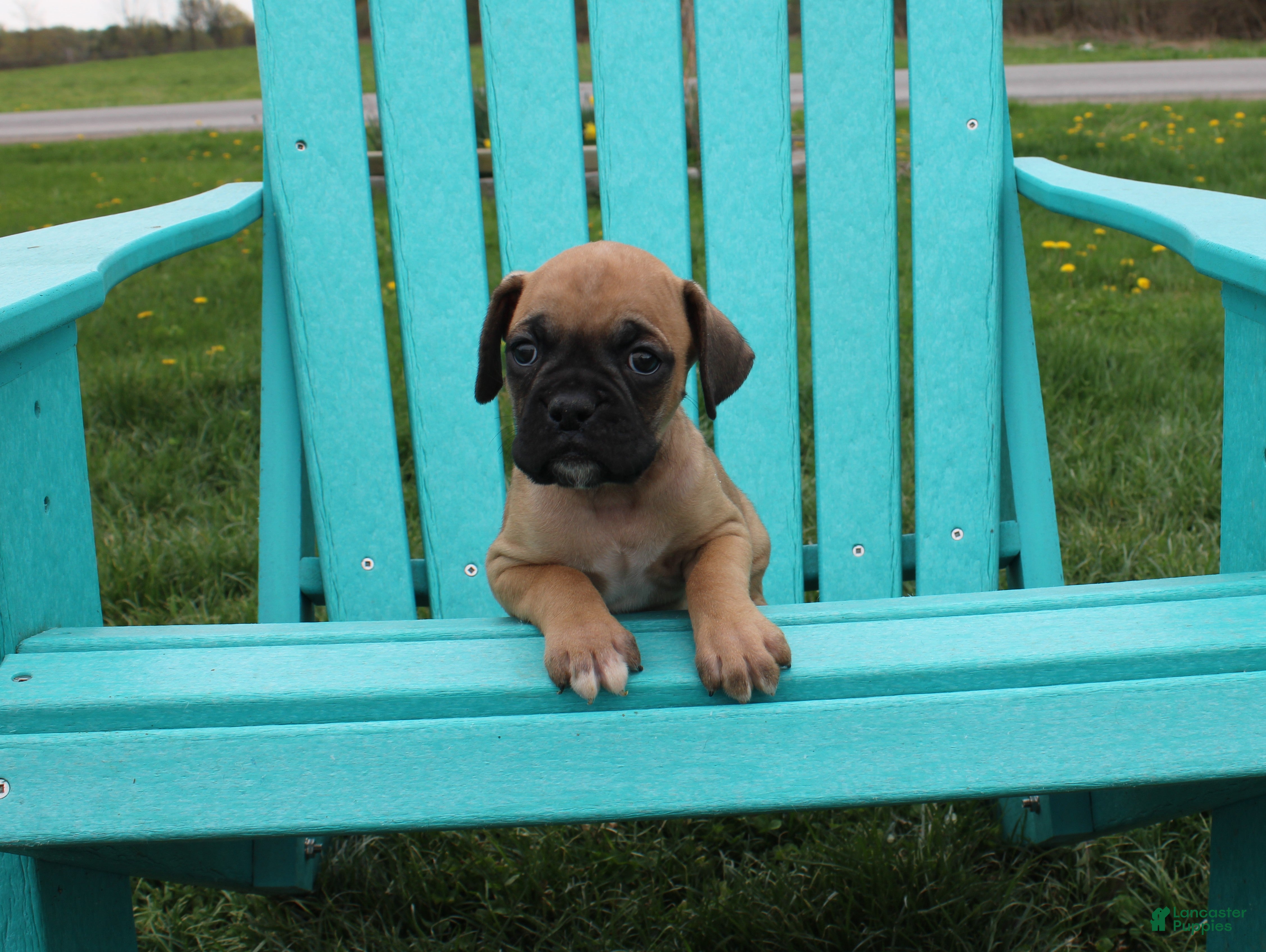 Boxer dogs Rascal - Ad 1