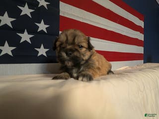 Shih Tzu dogs Joey - Ad 35