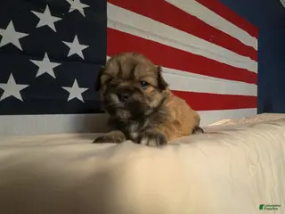 Shih Tzu dogs Joey - Ad 36