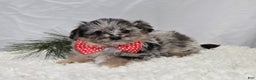 Pomapoo dogs for sale: Logan - Ad 3