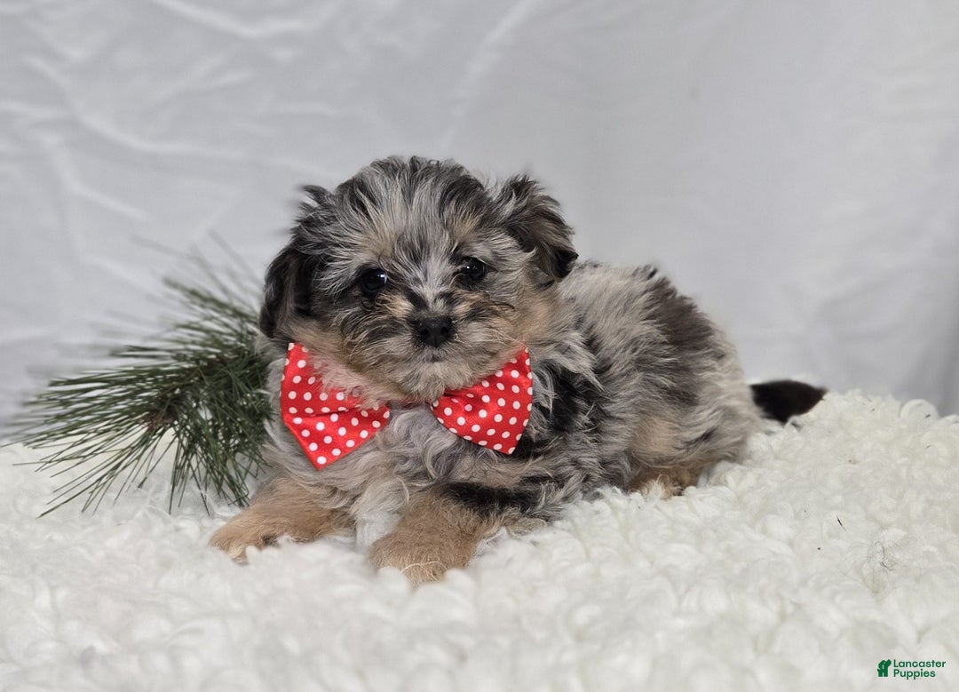 Pomapoo dogs for sale: Logan - Ad 3
