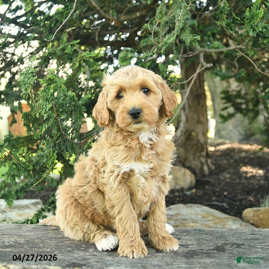 Goldendoodle dogs Monty - Ad 1