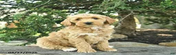 Goldendoodle dogs for sale: Monty - Ad 12