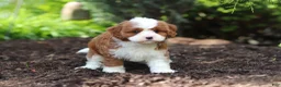 Cavapoo dogs for sale: Oscar - Ad 7