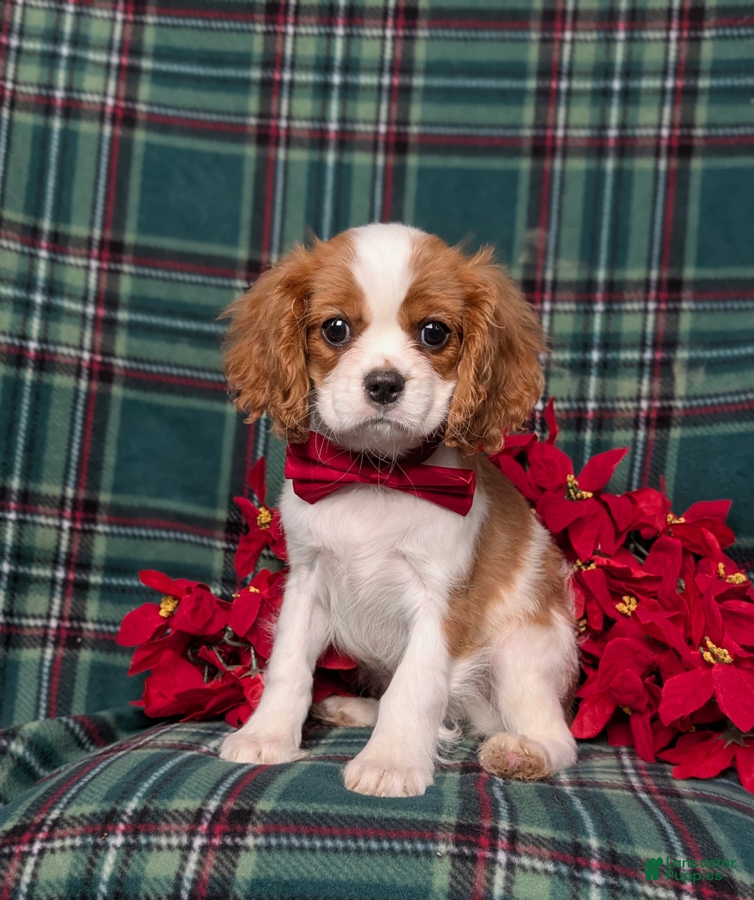 Cavalier King Charles Spaniel dogs for sale: Weber - Ad 1