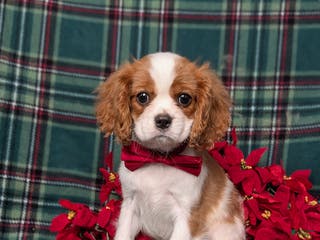 Cavalier King Charles Spaniel dogs Weber - Ad 21