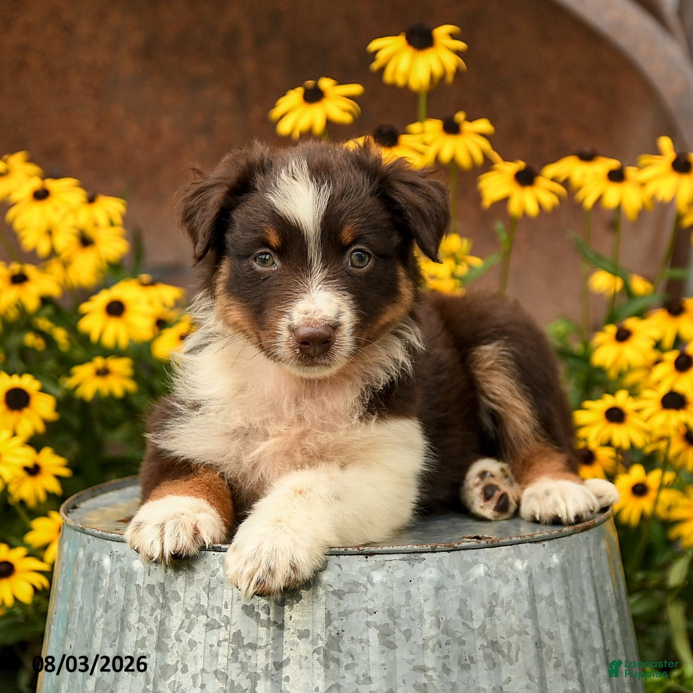 Australian Shepherd dogs Florence - Ad 2