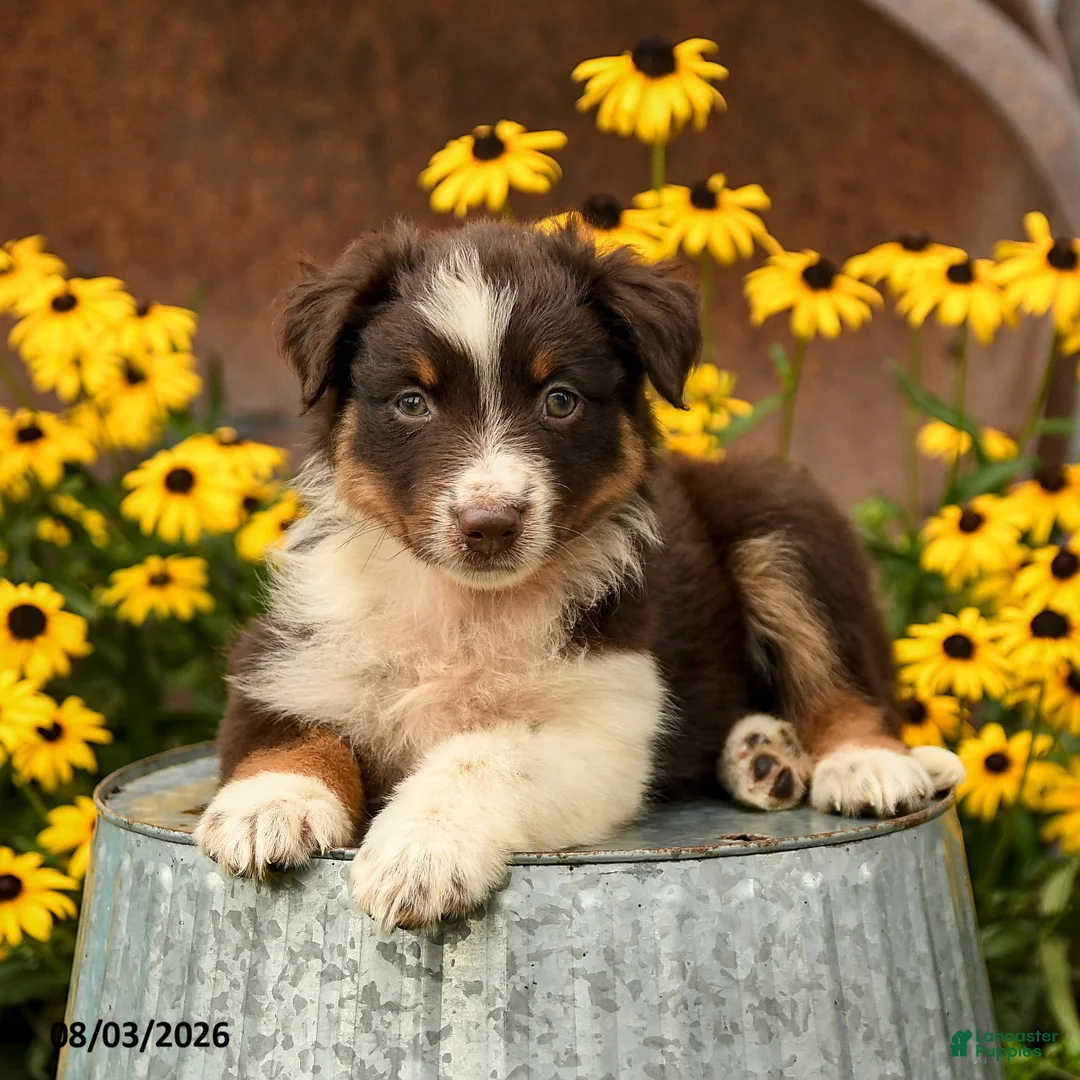 Australian Shepherd dogs for sale: Florence - Ad 2